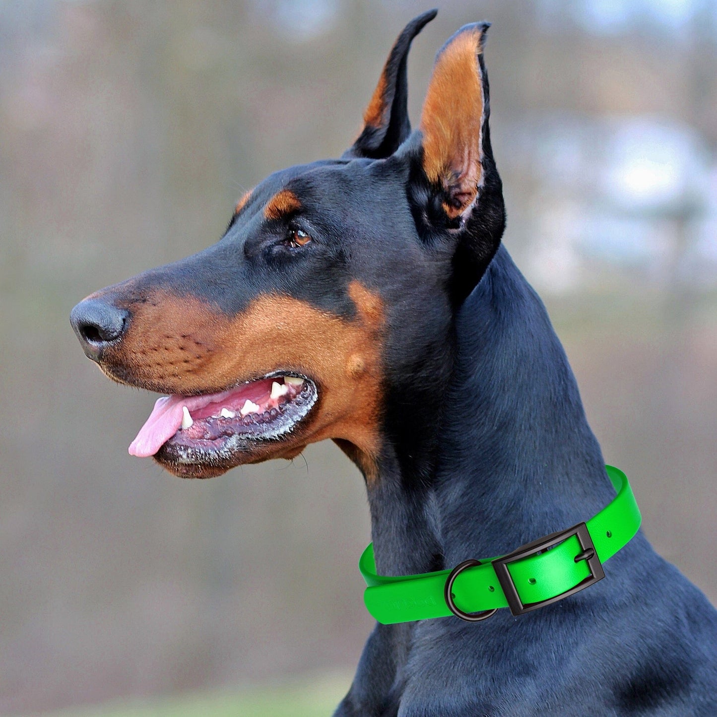 Dogline Biothane Waterproof Dog Collar with Black Hardware - Size XL (22 to 25 inches) Dog Collars Dogline