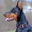 Viper Biothane Waterproof Dog Collar - Brass Hardware - Size S (12 to 15 inches) Dog Collars Dogline