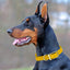 Viper Biothane Waterproof Dog Collar - Brass Hardware - Size L (18 to 22 inches) Dog Collars Dogline