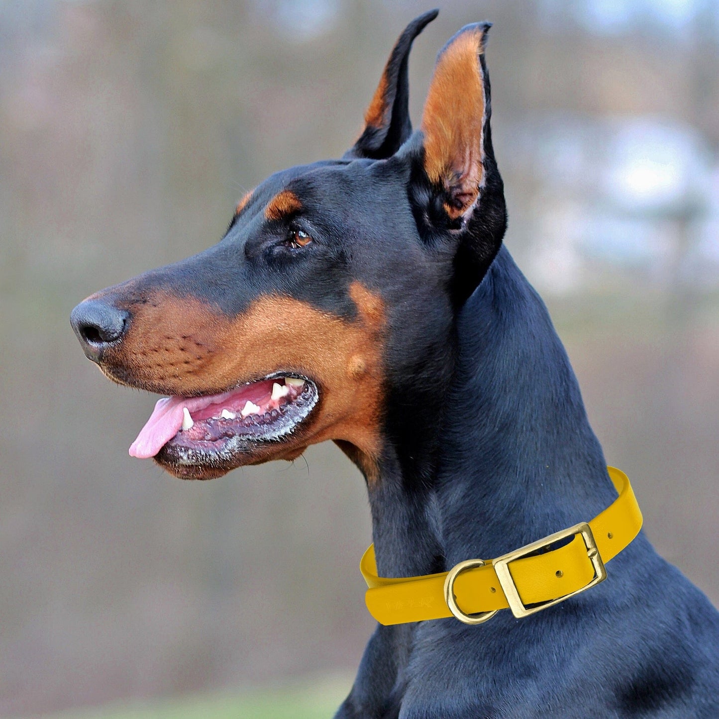 Viper Biothane Waterproof Dog Collar - Brass Hardware - Size L (18 to 22 inches) Dog Collars Dogline