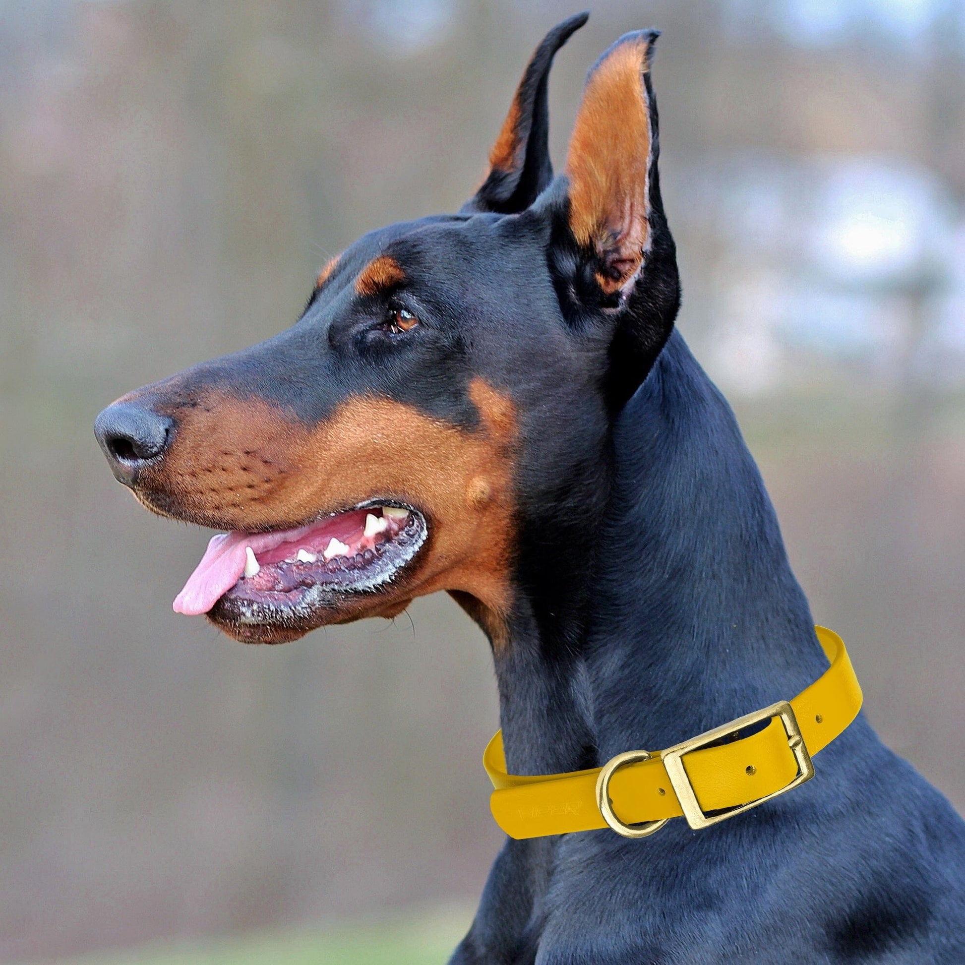 Viper Biothane Waterproof Dog Collar - Brass Hardware - Size L (18 to 22 inches) Dog Collars Dogline