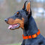 Biothane Waterproof Dog Collar - X-Small (9 to 12 inches) Dog Collars Dogline