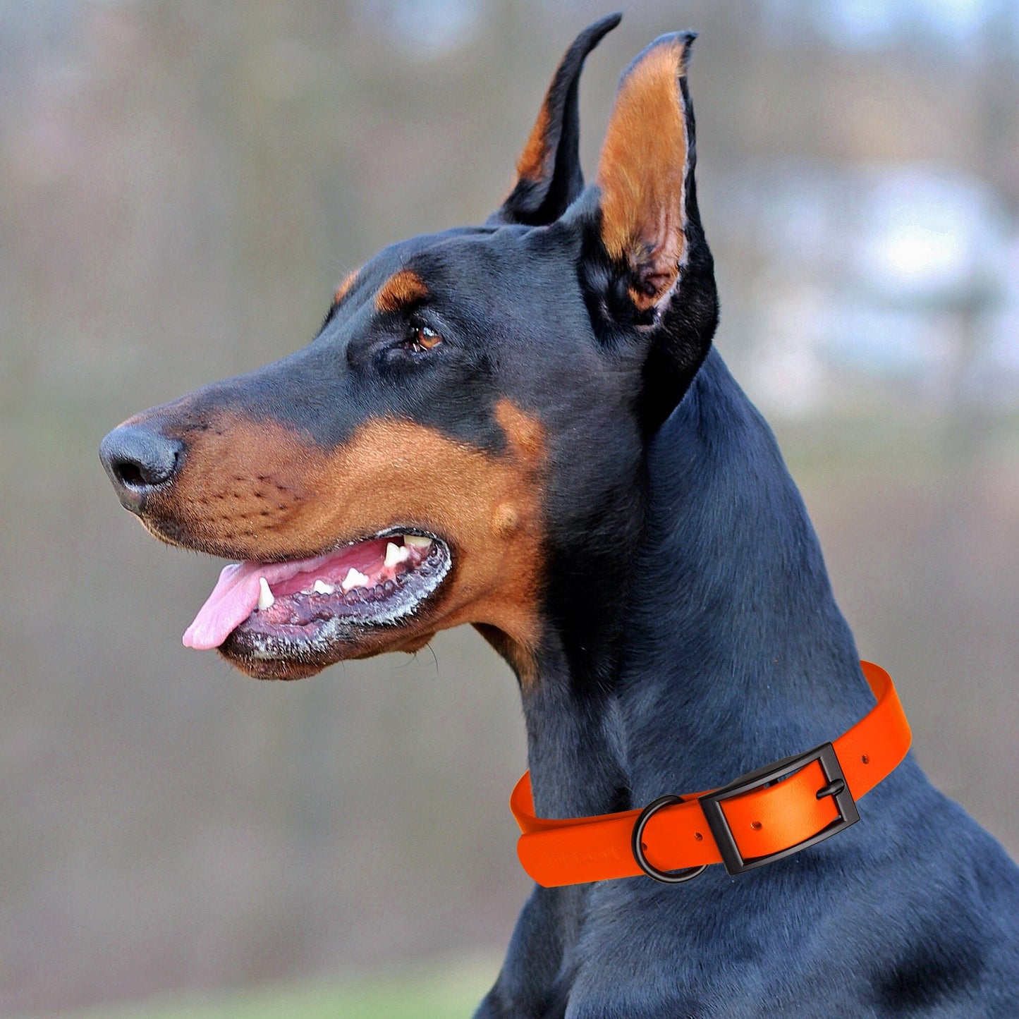 Biothane Waterproof Dog Collar - X-Small (9 to 12 inches) Dog Collars Dogline