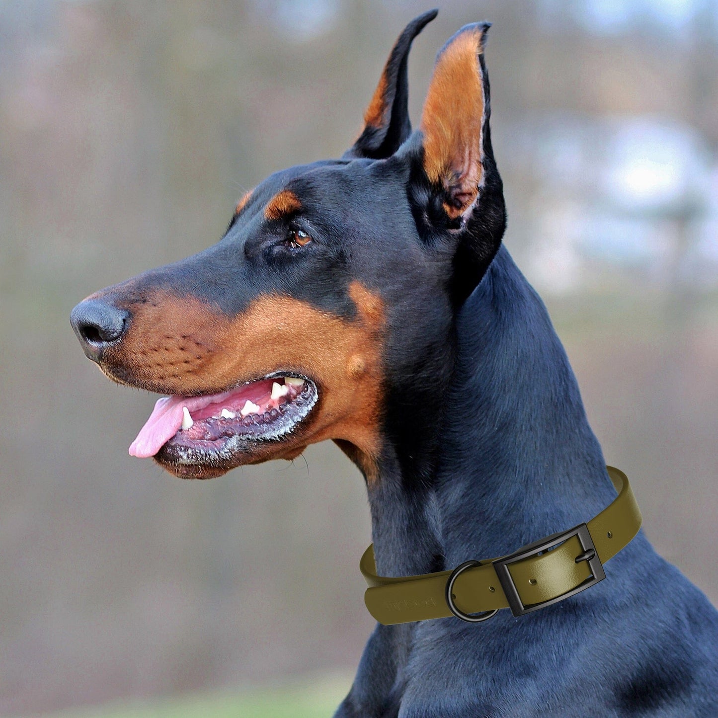 Dogline Biothane Waterproof Dog Collar with Black Hardware - Size M (15 to 18 inches) Dog Collars Dogline