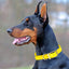 Viper Biothane Waterproof Dog Collar - Brass Hardware - Size XS (9 to 12 inches) Dog Collars Dogline
