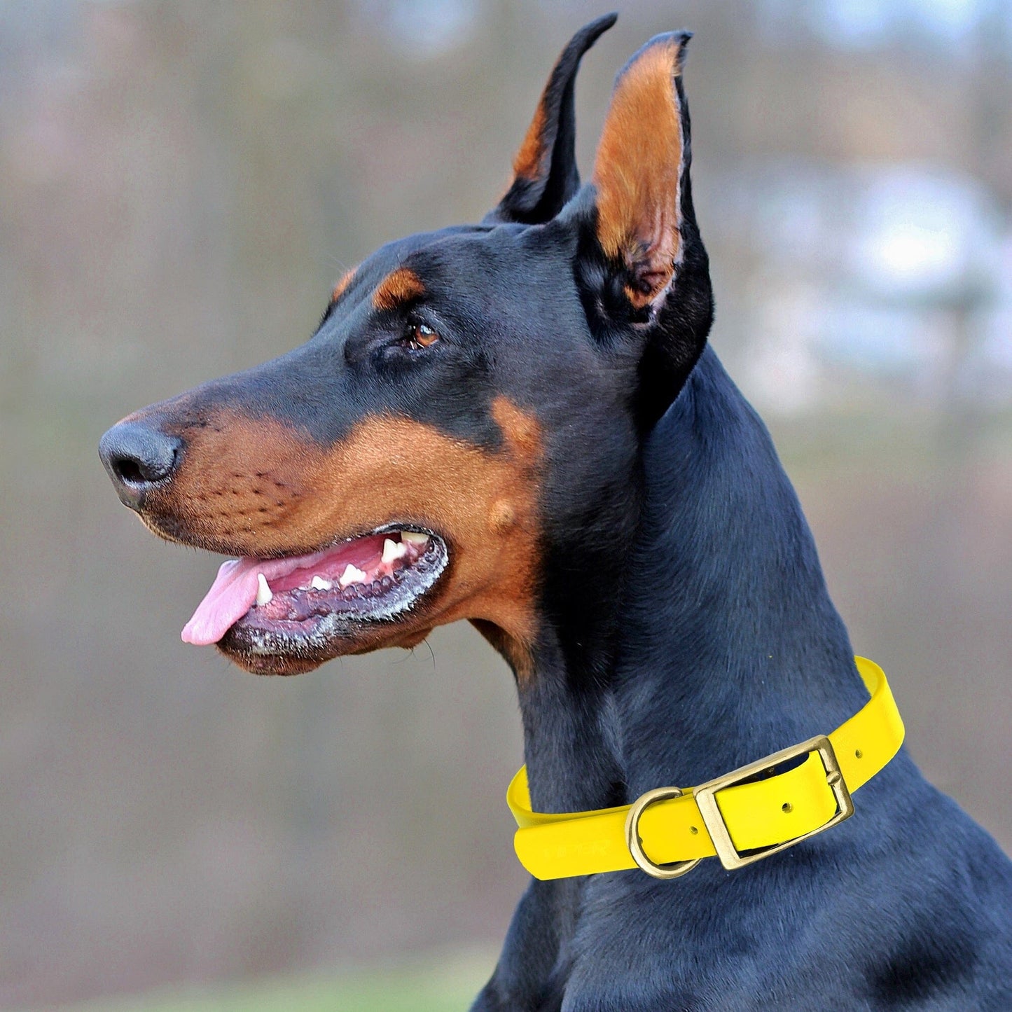 Viper Biothane Waterproof Dog Collar - Brass Hardware - Size XS (9 to 12 inches) Dog Collars Dogline