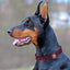 Dogline Biothane Waterproof Dog Collar with Black Hardware - 1.5" Wide, Size L (16 to 20 inches) Dog Collars Dogline