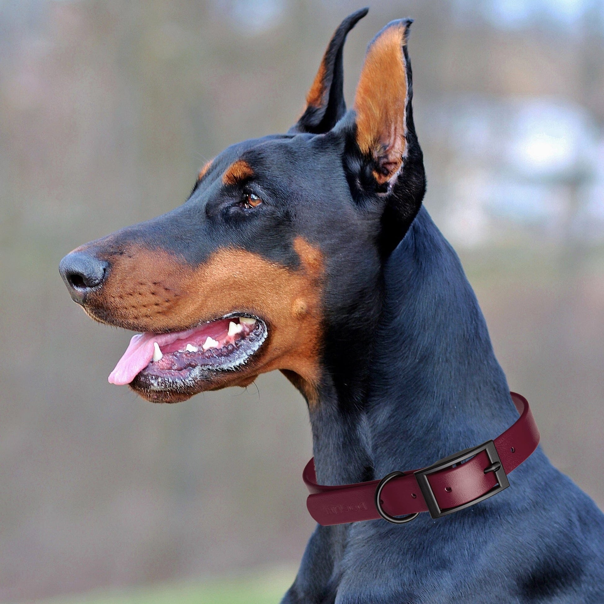 Dogline Biothane Waterproof Dog Collar with Black Hardware - 1.5" Wide, Size L (16 to 20 inches) Dog Collars Dogline