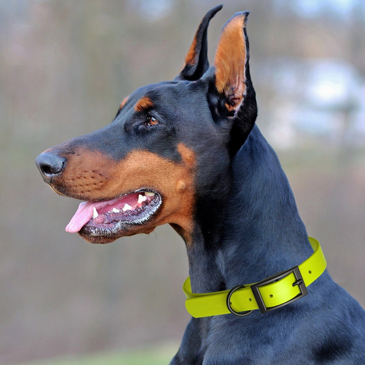 Dogline Biothane Waterproof Dog Collar with Black Hardware - Size L (18 to 22 inches) Dog Collars Dogline