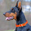 Viper Biothane Waterproof Dog Collar - Brass Hardware - 1.5in Wide, Size L (16 to 20 inches) Dog Collars Dogline