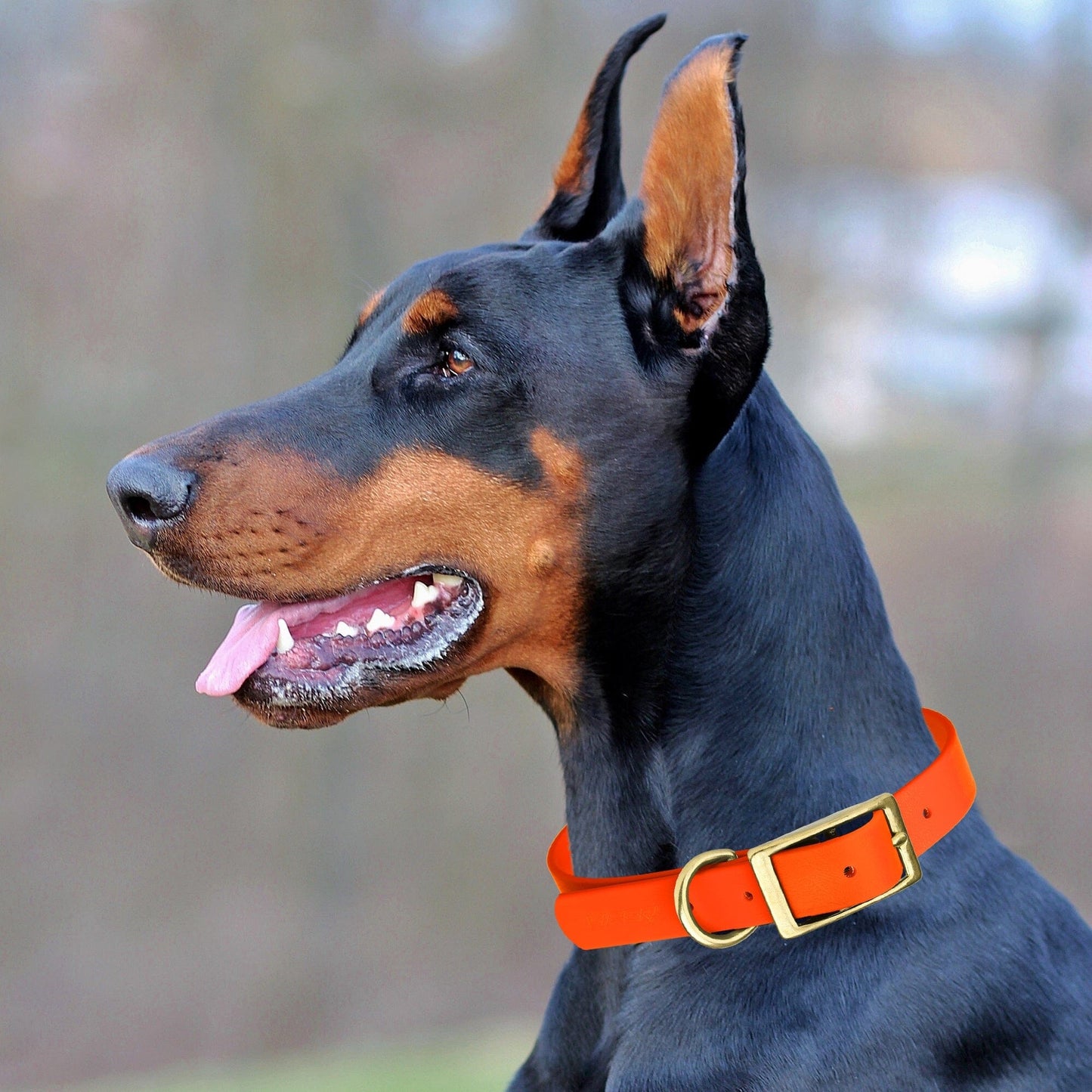 Viper Biothane Waterproof Dog Collar - Brass Hardware - 1.5in Wide, Size L (16 to 20 inches) Dog Collars Dogline