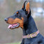 Viper Biothane Waterproof Dog Collar with Brass Hardware Dog Collars Dogline
