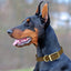 Viper Biothane Waterproof Dog Collar - Brass Hardware - 1.5in Wide, Size XL (20 to 24 inches) Dog Collars Dogline