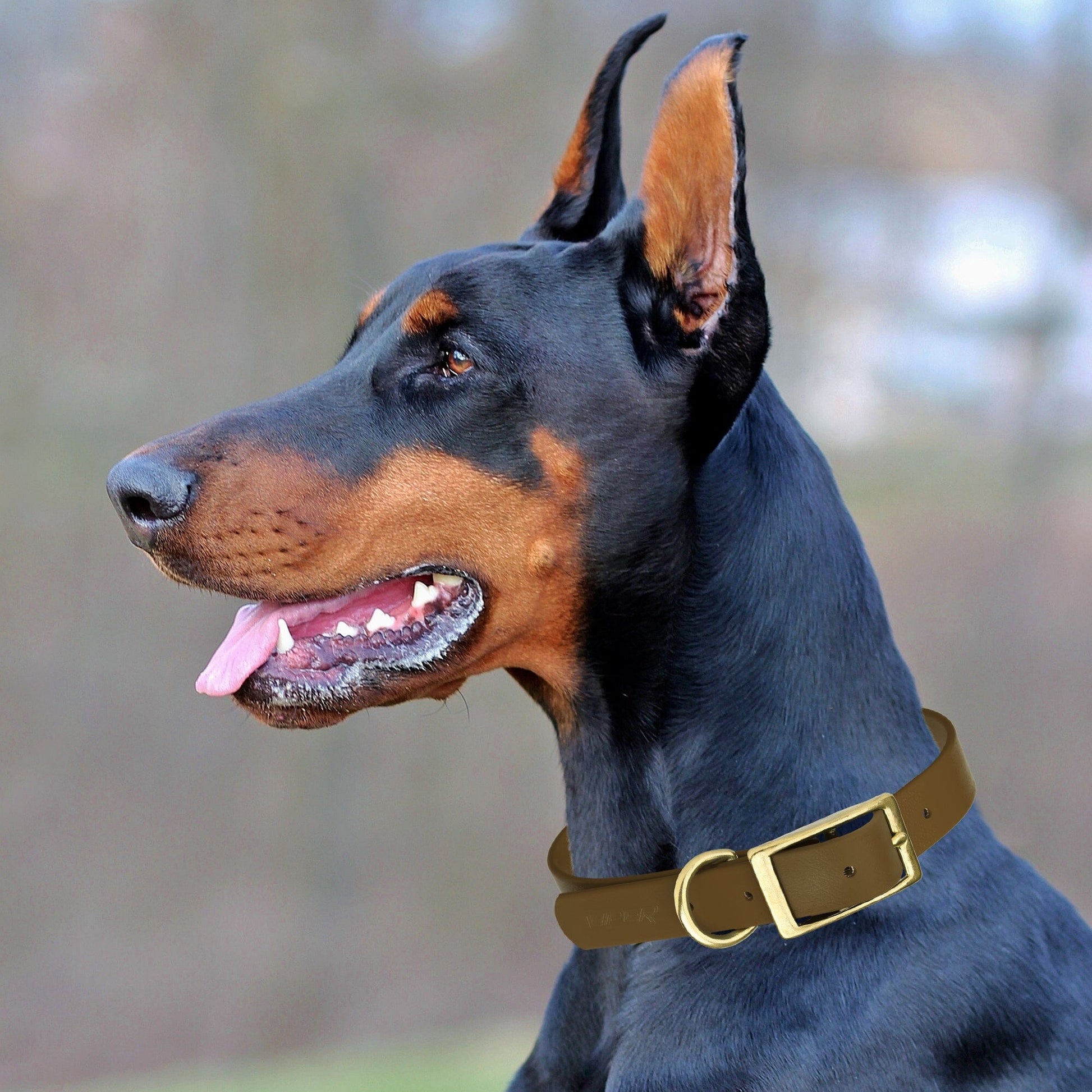 Viper Biothane Waterproof Dog Collar - Brass Hardware - 1.5in Wide, Size XL (20 to 24 inches) Dog Collars Dogline