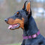 Dogline Biothane Waterproof Dog Collar with Black Hardware - 1.5" Wide, Size XL (20 to 24 inches) Dog Collars Dogline