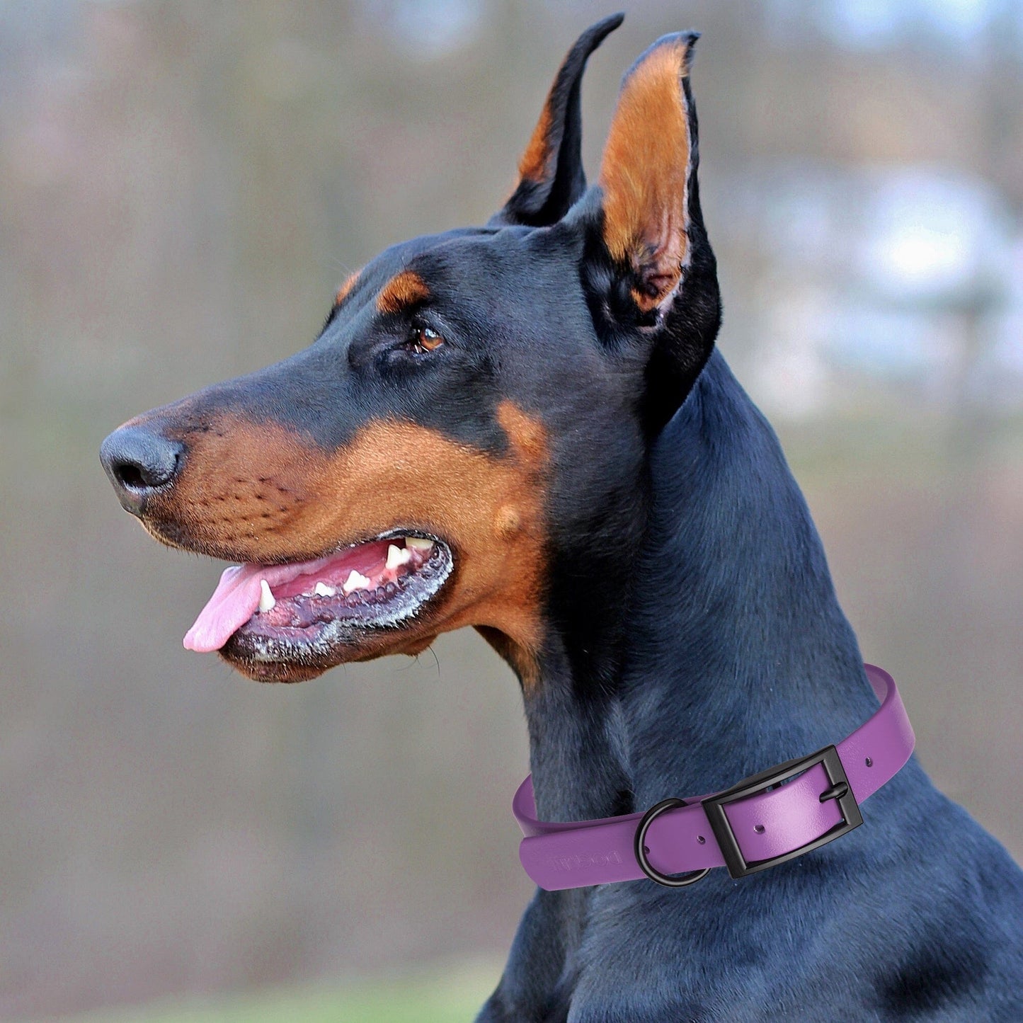 Dogline Biothane Waterproof Dog Collar with Black Hardware - 1.5" Wide, Size XL (20 to 24 inches) Dog Collars Dogline