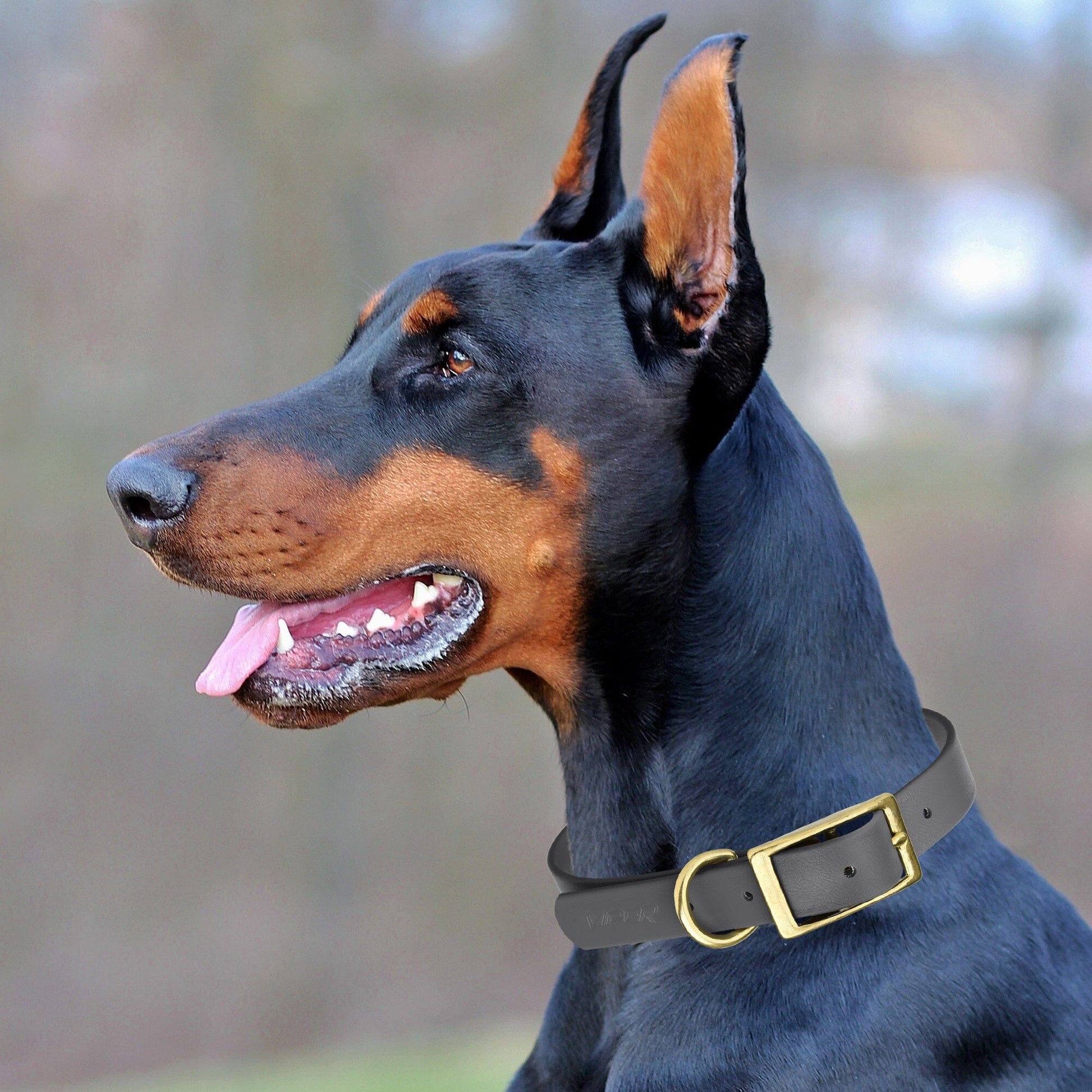 Viper Biothane Waterproof Dog Collar - Brass Hardware - Size M (15 to 18 inches) Dog Collars Dogline