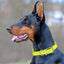 Viper Biothane Waterproof Dog Collar - Brass Hardware - 1.5in Wide, Size XXL (24 to 28 inches) Dog Collars Dogline
