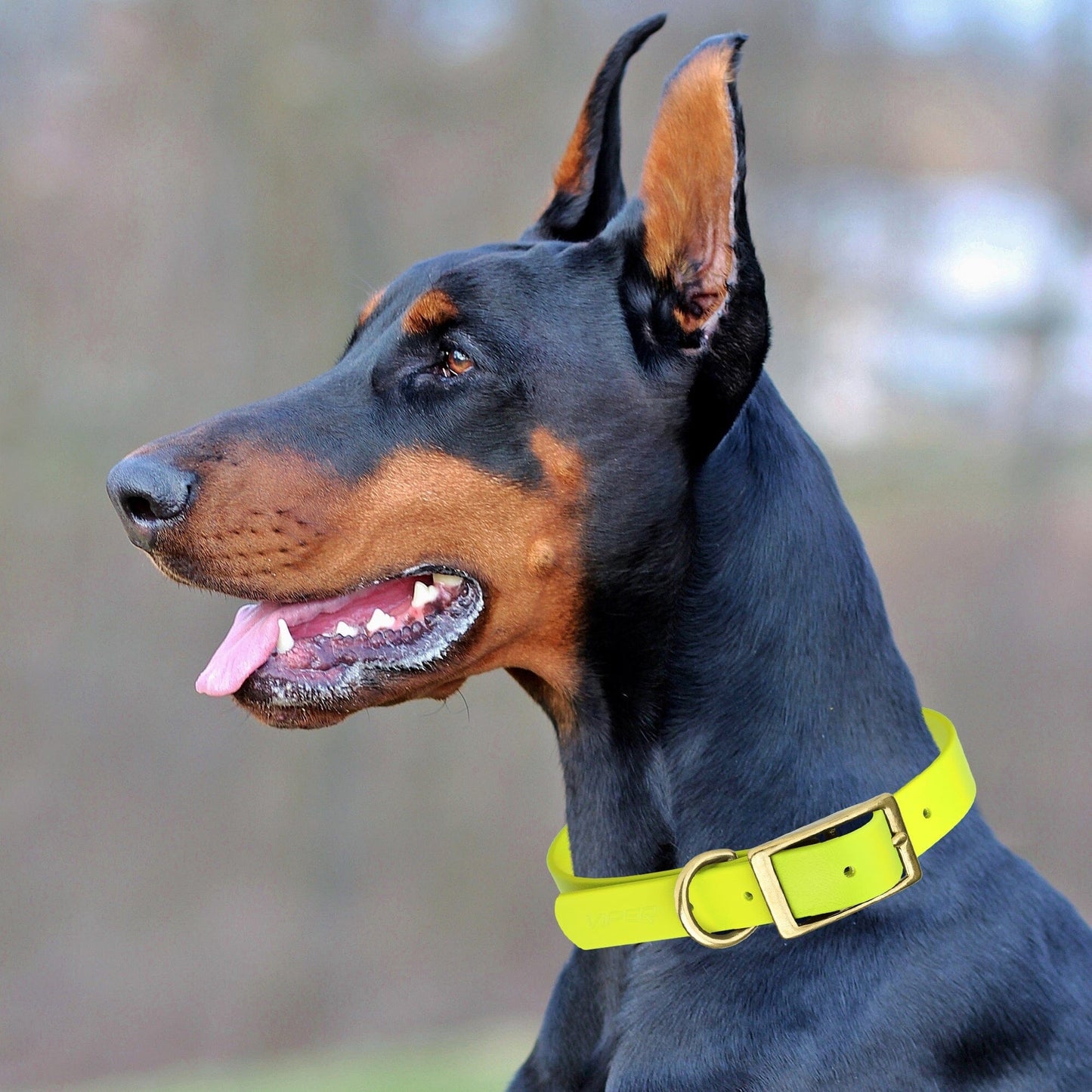 Viper Biothane Waterproof Dog Collar - Brass Hardware - 1.5in Wide, Size XXL (24 to 28 inches) Dog Collars Dogline