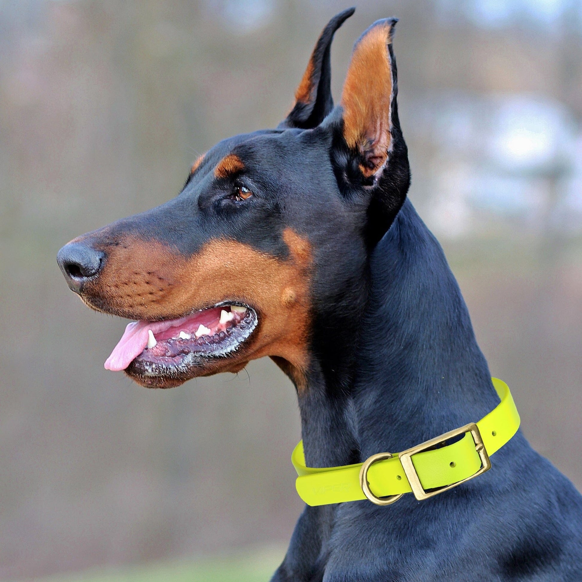 Viper Biothane Waterproof Dog Collar - Brass Hardware - 1.5in Wide, Size XXL (24 to 28 inches) Dog Collars Dogline