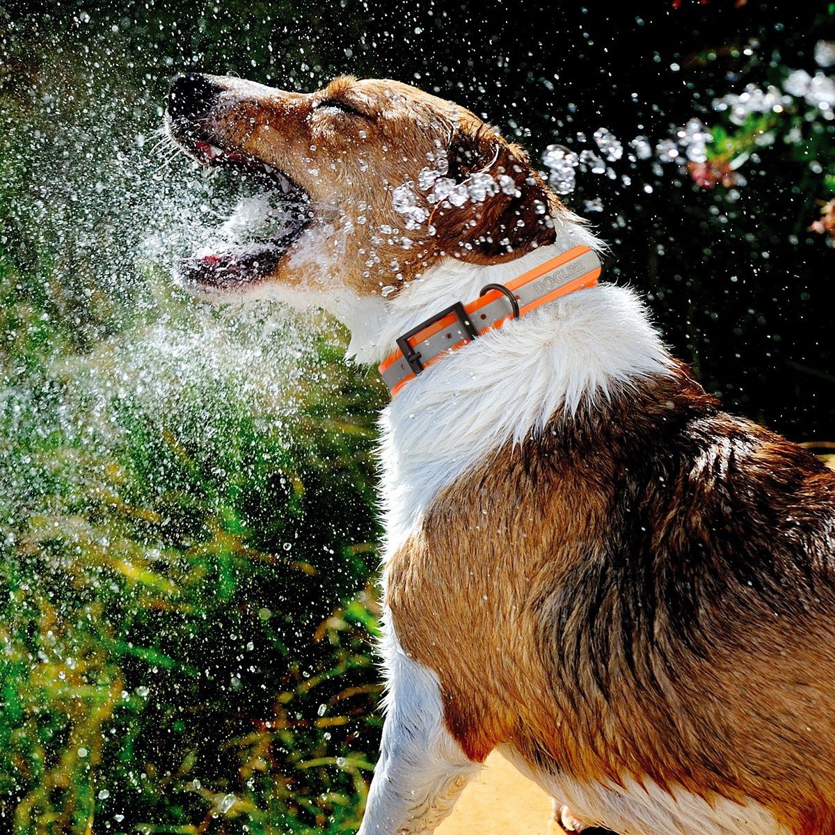 Biothane Translucent Reflective Dog Collar Dog Collars Dogline