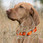 Dogline Biothane Waterproof Dog Collar with Black Hardware - Size S (12 to 15 inches) Dog Collars Dogline