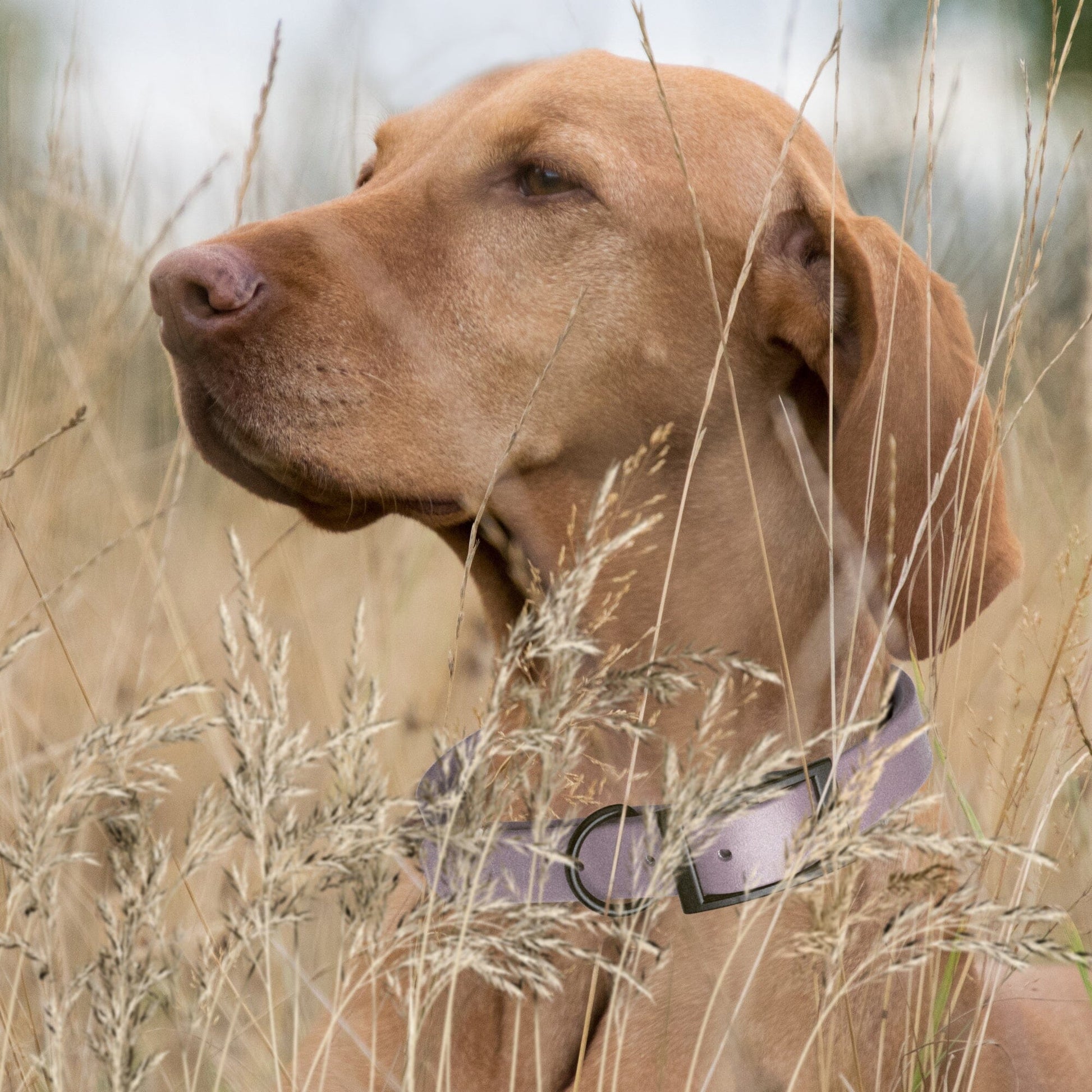 Dogline Biothane Waterproof Dog Collar with Black Hardware - 1.5" Wide, Size L (16 to 20 inches) Dog Collars Dogline