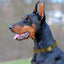 Dogline Biothane Waterproof Dog Collar with Black Hardware - Size S (12 to 15 inches) Dog Collars Dogline
