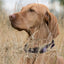 Dogline Biothane Waterproof Dog Collar with Black Hardware - Size XL (22 to 25 inches) Dog Collars Dogline