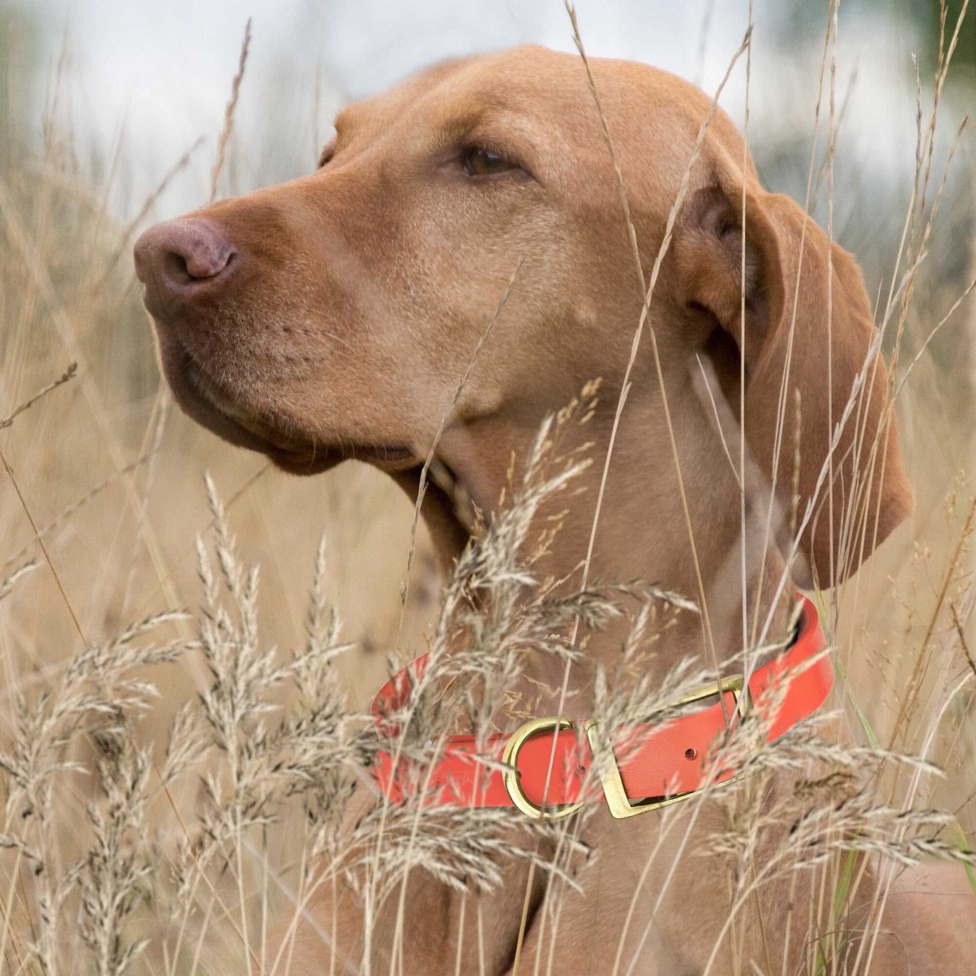 Viper Biothane Waterproof Dog Collar - Brass Hardware - Size S (12 to 15 inches) Dog Collars Dogline