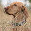Dogline Biothane Waterproof Dog Collar with Black Hardware - 1.5" Wide, Size XL (20 to 24 inches) Dog Collars Dogline