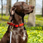 Viper Biothane Working Lead 4 ft Dog Leashes Dogline