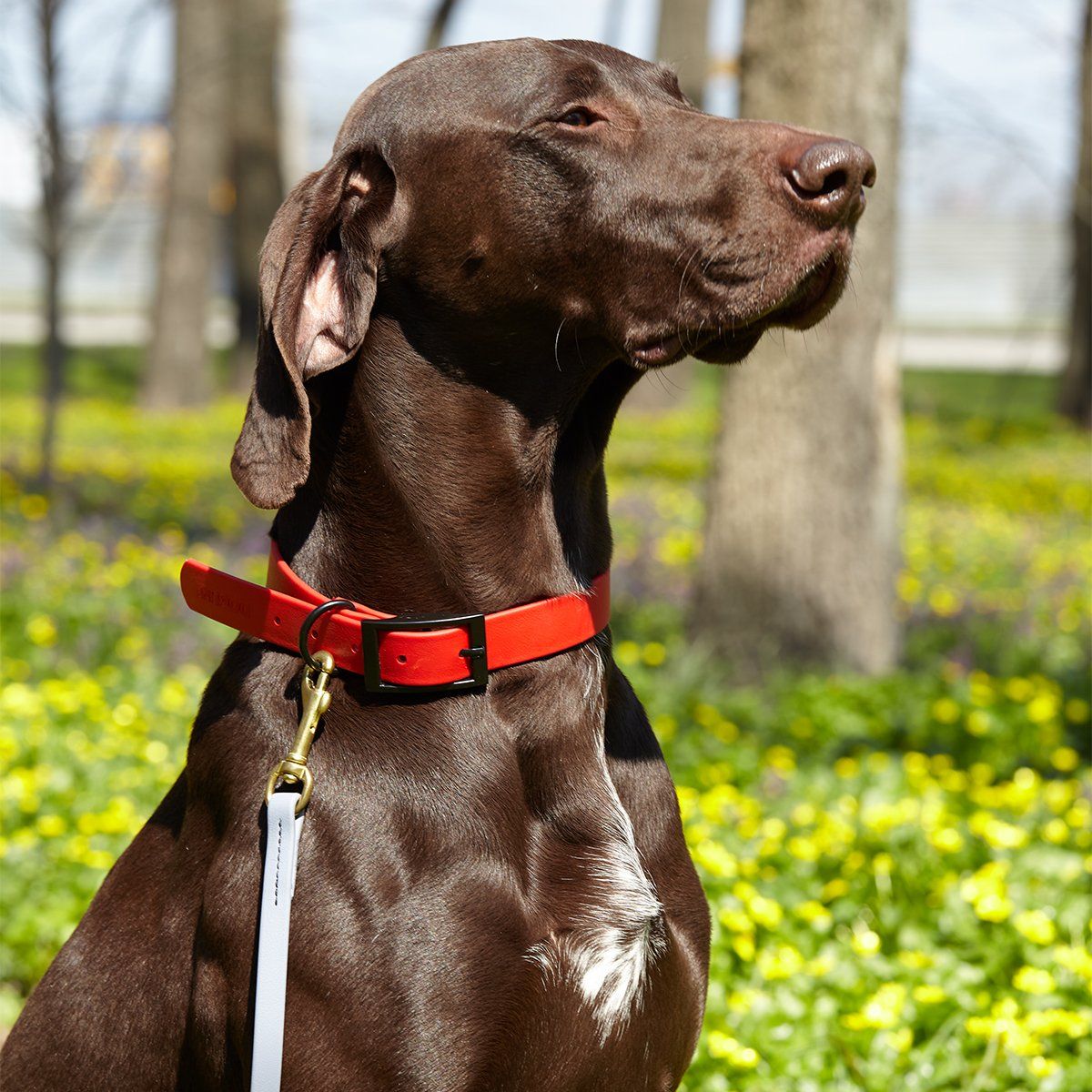 Viper Biothane Working Lead 4 ft Dog Leashes Dogline