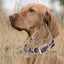 Viper Biothane Waterproof Dog Collar - Brass Hardware - 1.5in Wide, Size XL (20 to 24 inches) Dog Collars Dogline