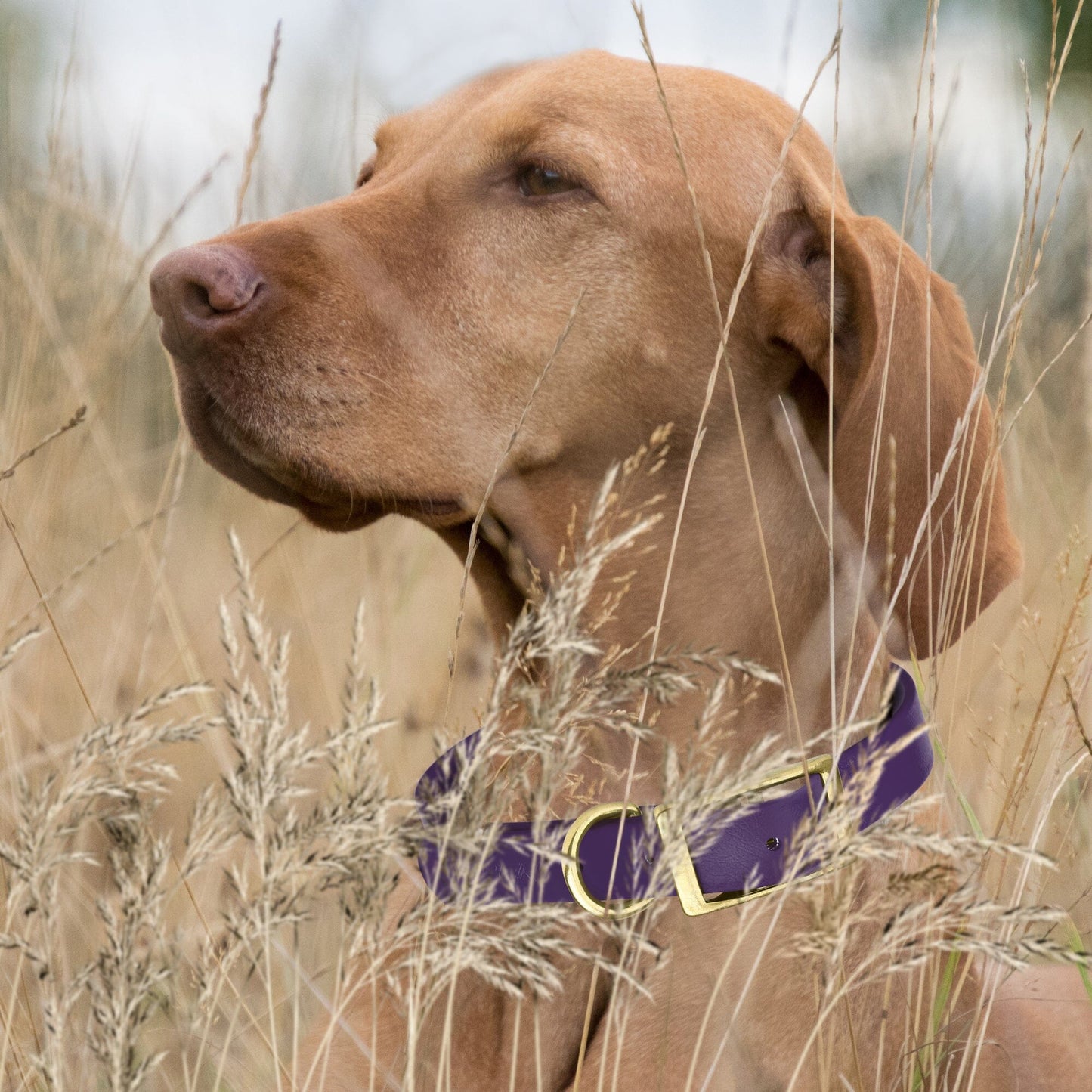 Viper Biothane Waterproof Dog Collar - Brass Hardware - 1.5in Wide, Size XL (20 to 24 inches) Dog Collars Dogline