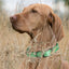 Biothane Waterproof Dog Collar - X-Small (9 to 12 inches) Dog Collars Dogline