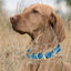 Viper Biothane Waterproof Dog Collar - Brass Hardware - Size L (18 to 22 inches) Dog Collars Dogline
