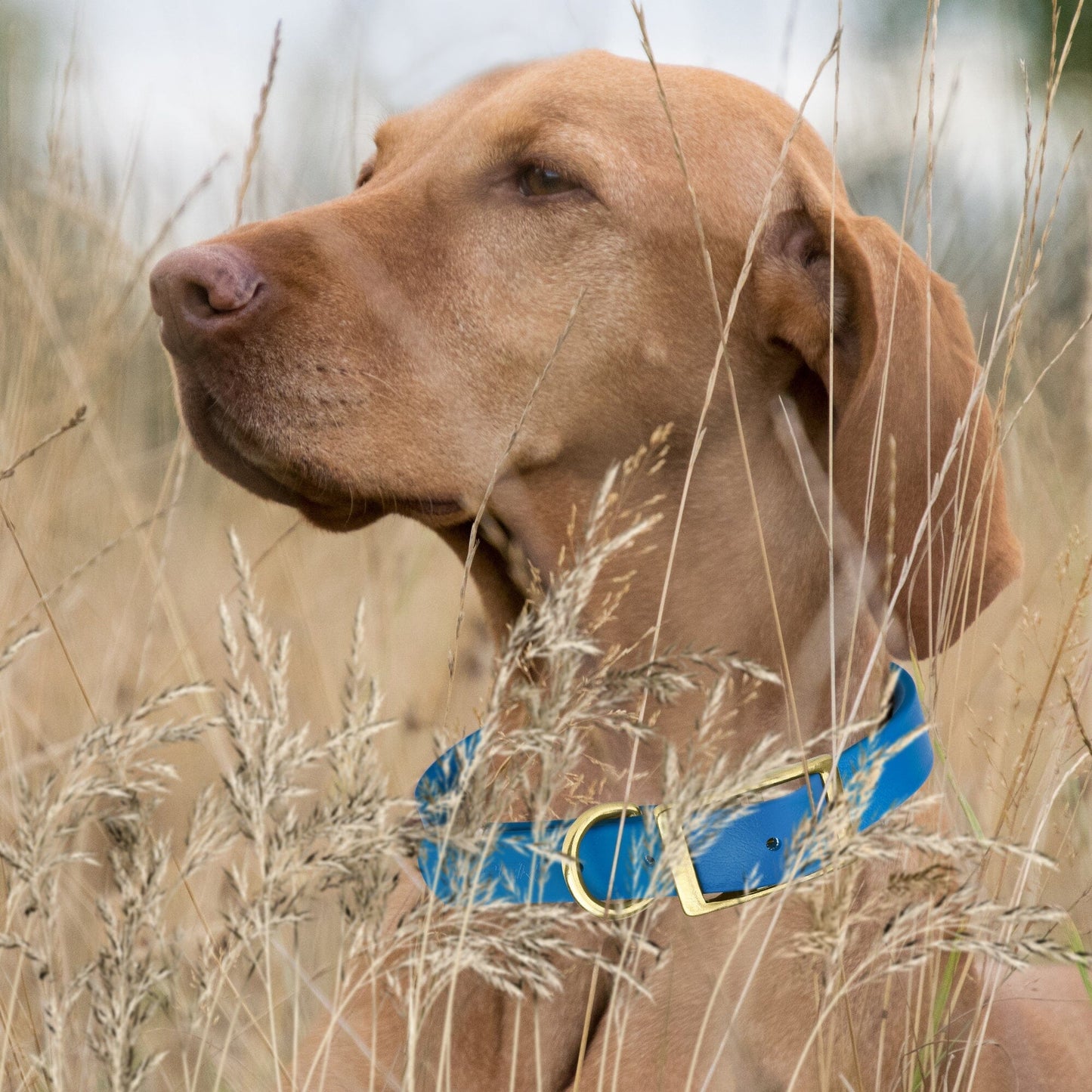 Viper Biothane Waterproof Dog Collar - Brass Hardware - Size L (18 to 22 inches) Dog Collars Dogline