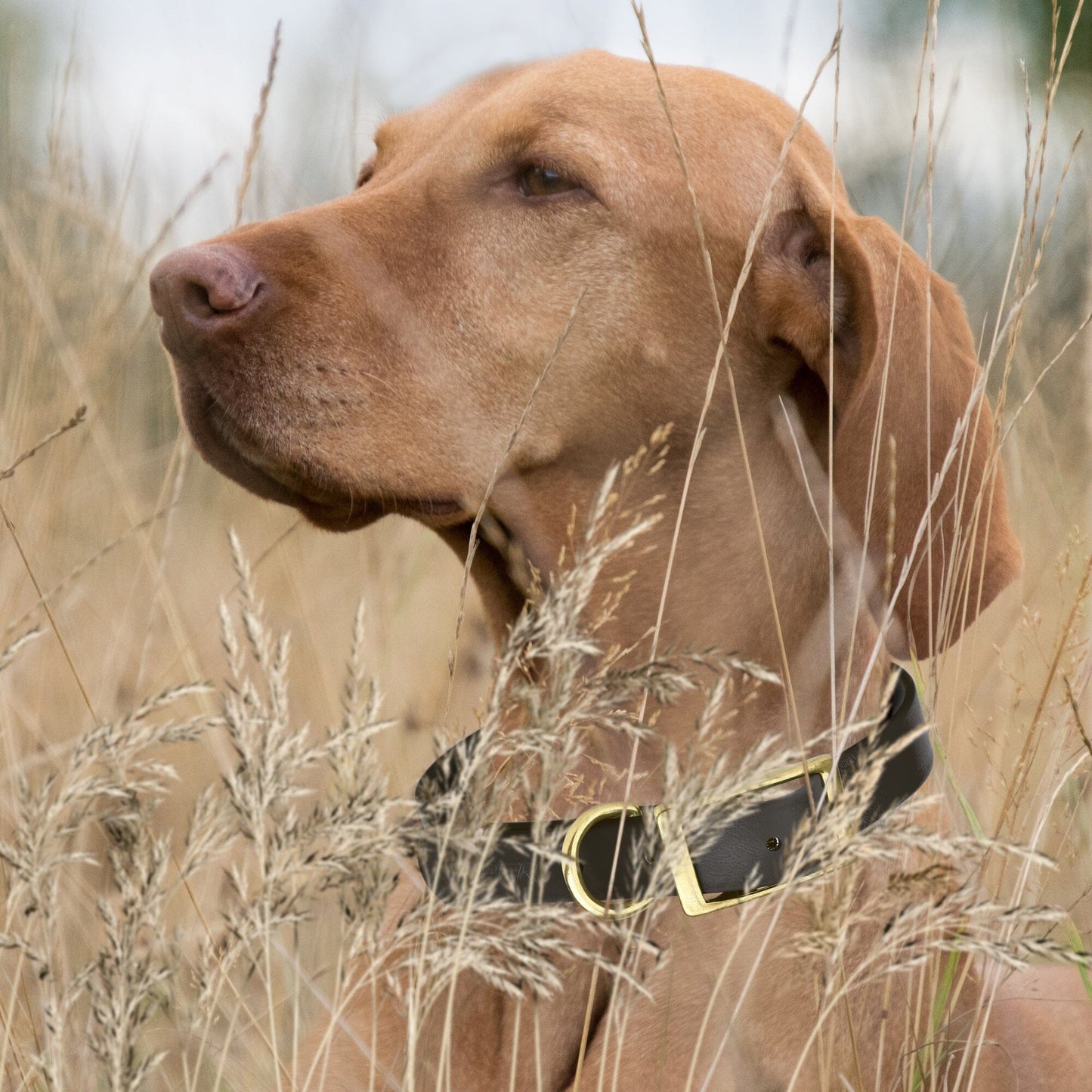 Viper Biothane Waterproof Dog Collar - Brass Hardware - 1.5in Wide, Size L (16 to 20 inches) Dog Collars Dogline