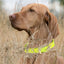 Viper Biothane Waterproof Dog Collar - Brass Hardware - Size M (15 to 18 inches) Dog Collars Dogline