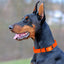 Dogline Biothane Waterproof Dog Collar with Black Hardware - 1.5" Wide, Size XXL (24 to 28 inches) Dog Collars Dogline