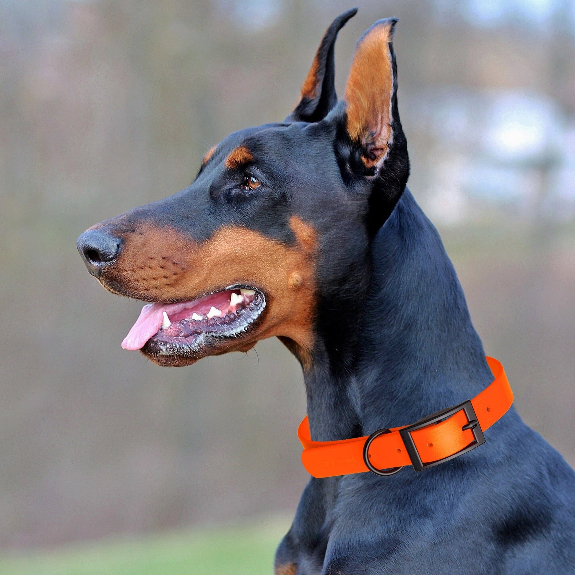 Dogline Biothane Waterproof Dog Collar with Black Hardware - 1.5" Wide, Size XXL (24 to 28 inches) Dog Collars Dogline