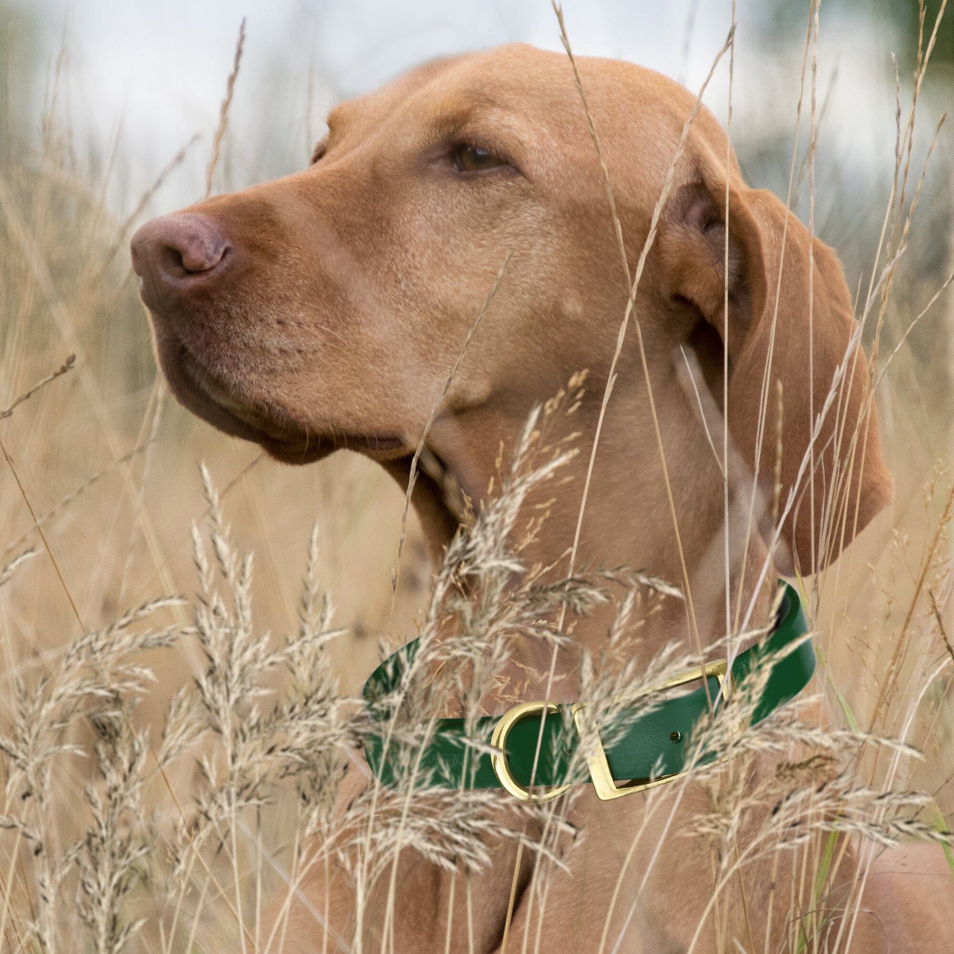 Viper Biothane Waterproof Dog Collar with Brass Hardware Dog Collars Dogline