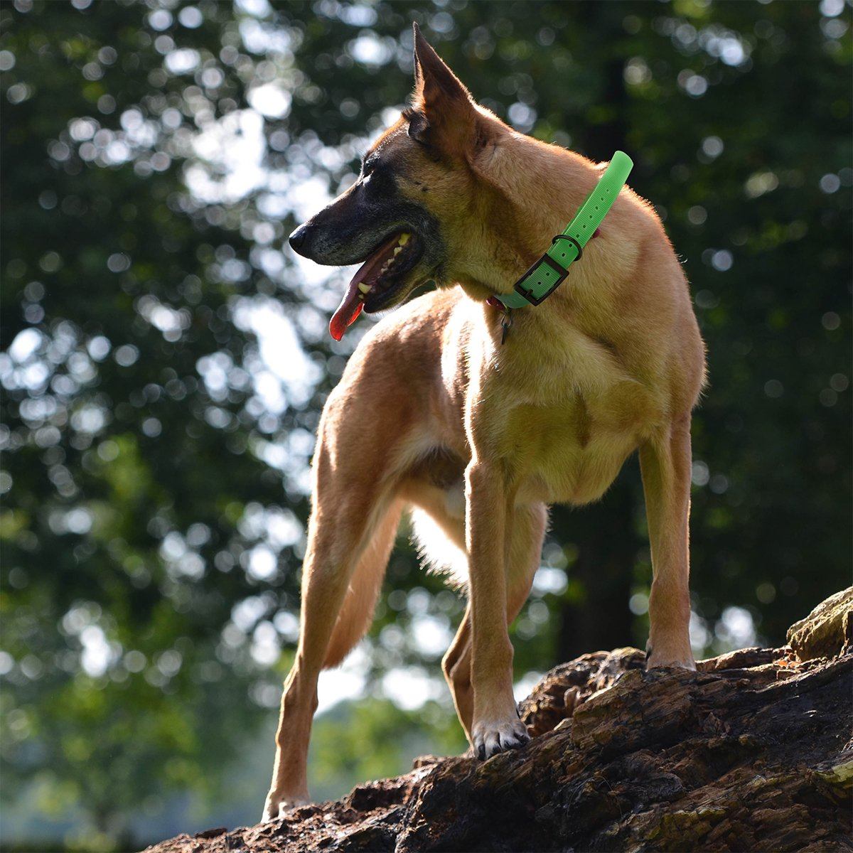 Biothane E-Collar Replacement Strap Dog Collars Dogline
