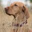 Dogline Biothane Waterproof Dog Collar with Black Hardware - Size M (15 to 18 inches) Dog Collars Dogline