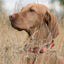 Dogline Biothane Waterproof Dog Collar with Black Hardware - Size L (18 to 22 inches) Dog Collars Dogline