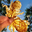Baby Octopus (Wild Caught) Naked Beasts