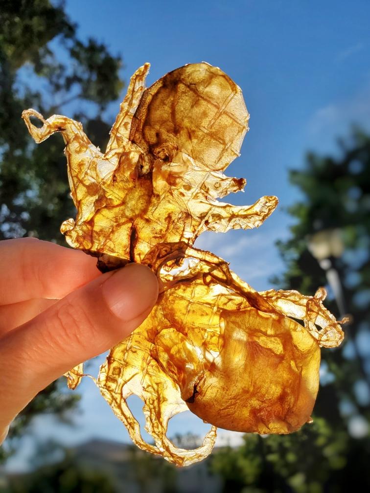 Baby Octopus (Wild Caught) Naked Beasts