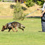 Viper Biothane Long Line 33 ft Lead with Brass Hardware Dog Leashes Dogline
