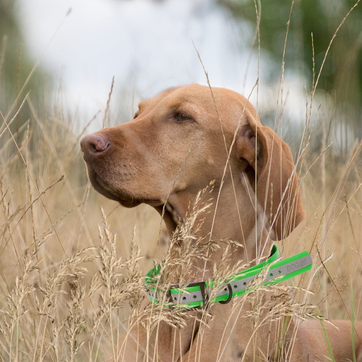 Biothane E-Collar Replacement Reflective Strap Dog Collars Dogline